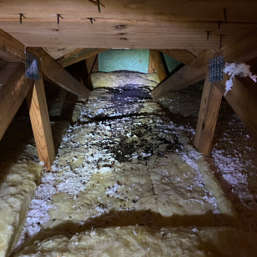 Raccoon Damage to Crawlspace